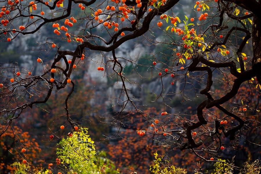 1604032661213389.jpg timg (2).jpg